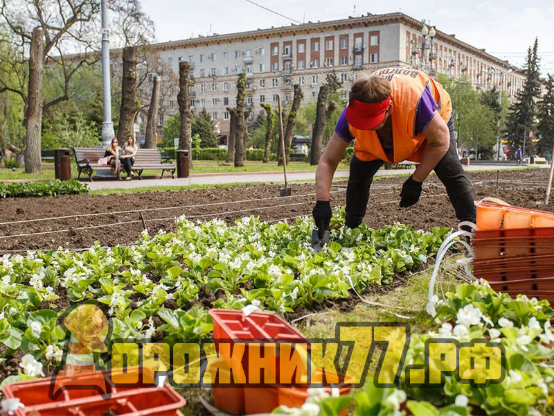 озеленение-москвы7
